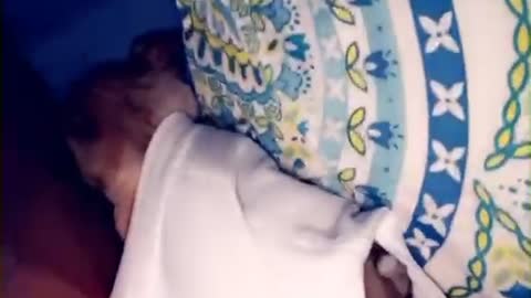 Puppy Claims Everything It Touches as Its Bed