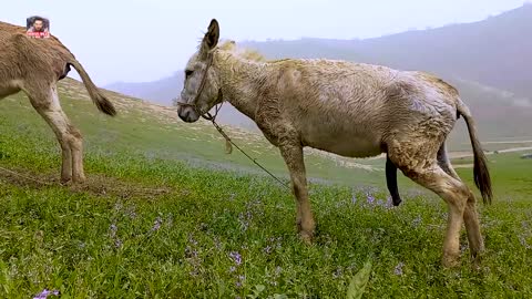 Super funny video animals/Donkey and Donkeys meeting groom each other May 06.2022. Horses Wild