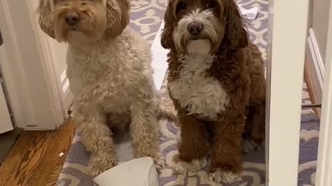 Dogs vs Cats in Toilet paper issues