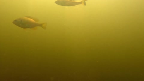 Curious fisherman drops camera to see the fish he can't catch