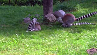 Lemurs play