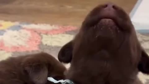 Amazing dogs 🐶 trending video puppies video