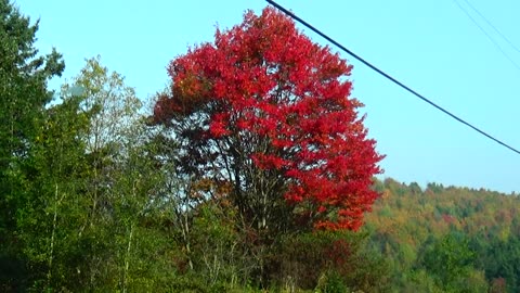 Fall Foliage