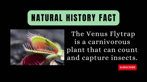 Botanical Predators: The Venus Flytrap's Clever Traps! 🌱🪰