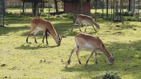 Herd of Antelopes Eating Grass Outside