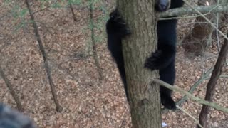 Bear Climbs Tree with Hunter