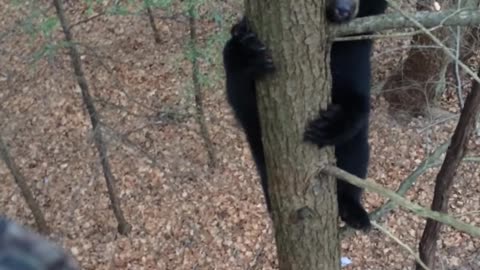 Bear Climbs Tree with Hunter