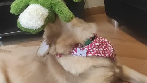 Golden Puppy goes Crazy with crocodile