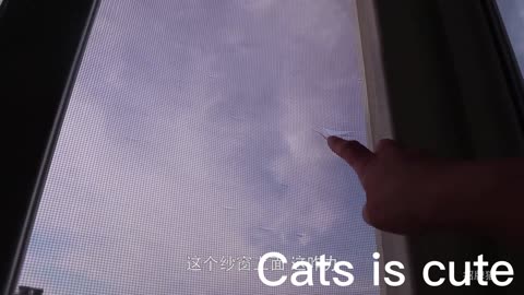 What was your cat doing when you didn't look at it