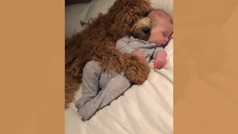 Dogs and Babies Are Best Friends - Baby And Doggy Fight