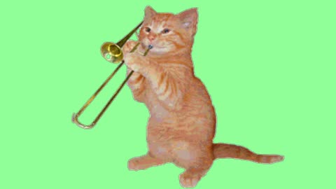 The musician cat plays a kayat