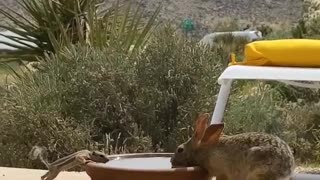 Wild Squirrel and Bunny Sharing Water