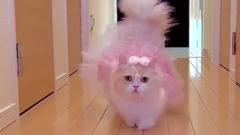 Cat fashion show cute cat 😺