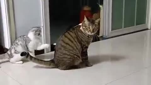 A funny mad cat