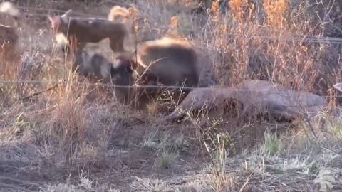 Best attack wild Epic Battle Of Wild dogs vs Animals is not never - Lion, Buffalo, warthog,deer