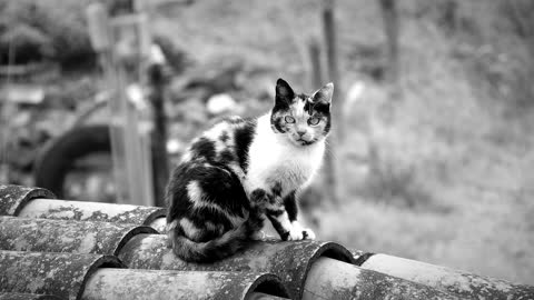So cute black & white cat watching 😜
