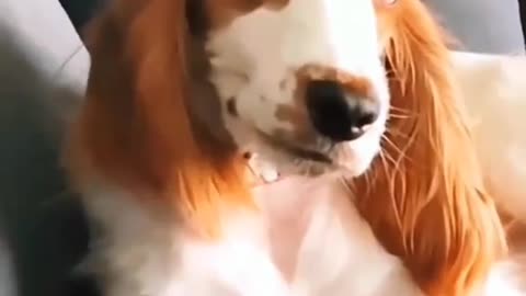 Dog kissing video __ funtastic dog funny video