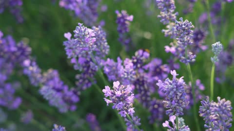 Lavender Harvest & Oil Distillation | Valens olé - Provence - France 🇫🇷| large and small scale