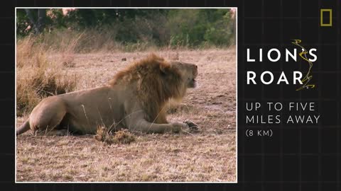 Lions 101 | National Geographic Wild