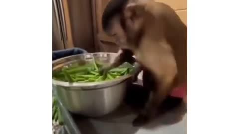 Monyet cerdass