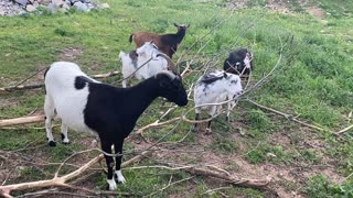 Goats Running and Playing 05.2021