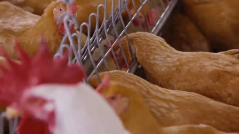 Inside the World of American Chicken Farming - A Documentary"