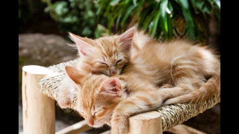 Ultimate Cat Relaxation Music: Stress Relief for the Cats | Make Your Kitty Cat Sleep Fast! 😻