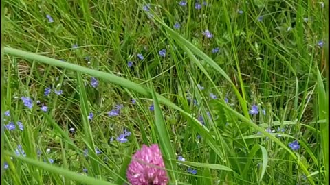 Germander speedwell,the travellers luck