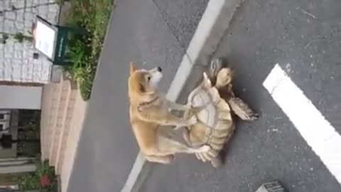 Dog and tortoise amazing video