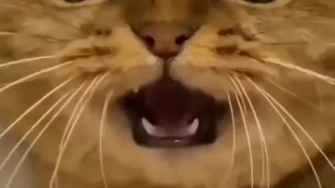 Cat Funny Videos || Cat Video