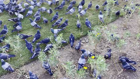 Animal Bird Pigeons On Ground