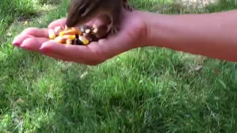 Hand Feeding a Chipmunk That Passes Out and Then Comes Back for a Kiss