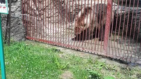 bear in a cage