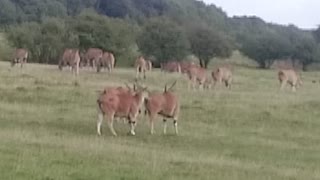 Eland running free in UK