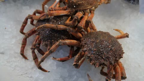 CU PAN Crabs Displayed on Ice in Market Venice, Italy