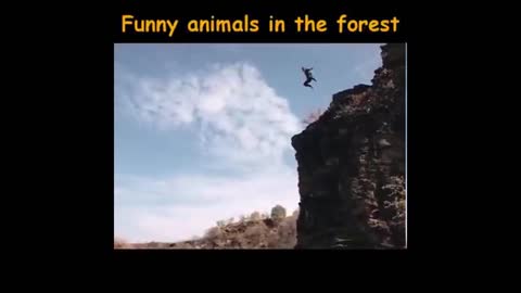 Funny forest animals video