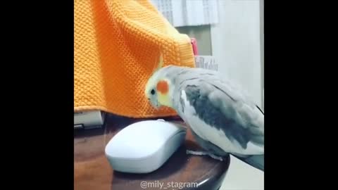 Funny Parrots and Birds 🥳🐤| The Pet Philosopy 😻🐶🐯😺🐰