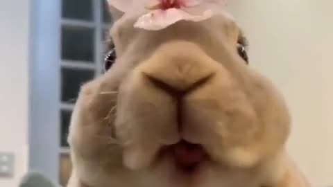 Bunny chewing in something ! Guess what, Best ASMR ever