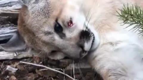 Man Forced to shoot mountain lion