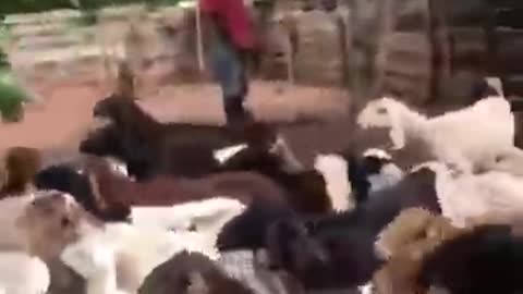 Sheep Farming in Africa