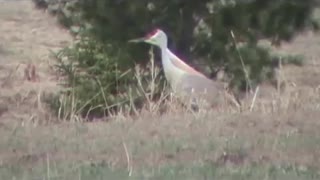 Sandhill Cranes 2