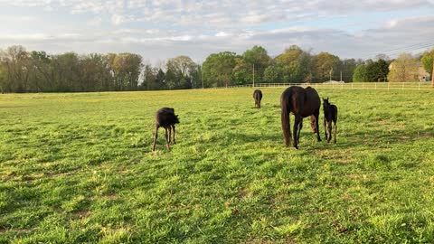 mares n foals