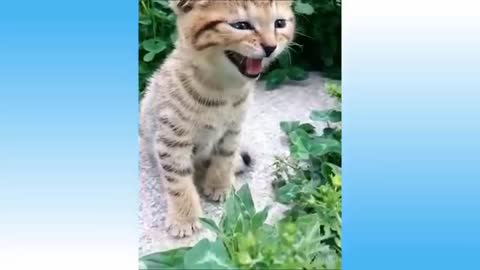 Funniest Dogs and Cats - Awesome Pets | The Pet Philosopy 😻🐶🐯😺🐰