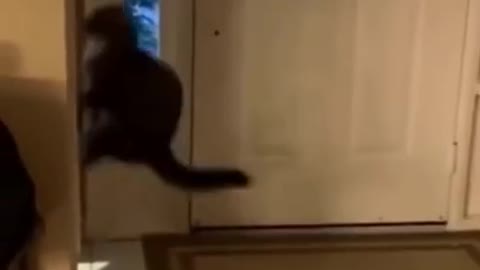 Highly Skilled Cat Training For His Upcoming Parkour Competition #shorts