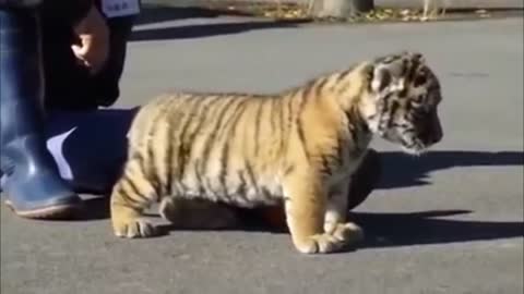 Baby Tiger playing on the street