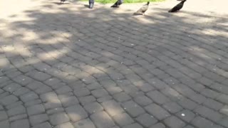 Pigeons in park!!!
