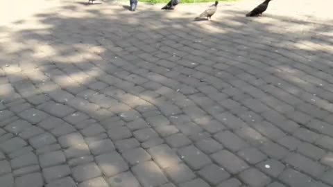 Pigeons in park!!!