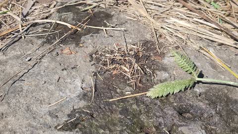 Ant nest into solid bedrock....