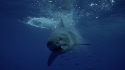 Check Out This Face-To-Face Encounter With A Great White Shark