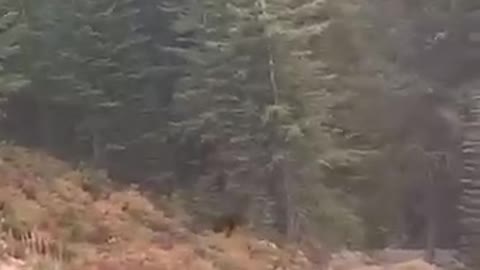 Black Bear Chases Mountain Biker Down Track....